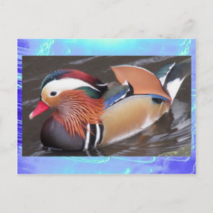 Postal Postal- Pato mandarín
