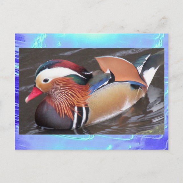 Postal Postal- Pato mandarín (Anverso)