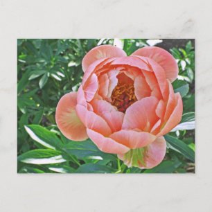 Postal postal, "PEACHY PINK PEONY"