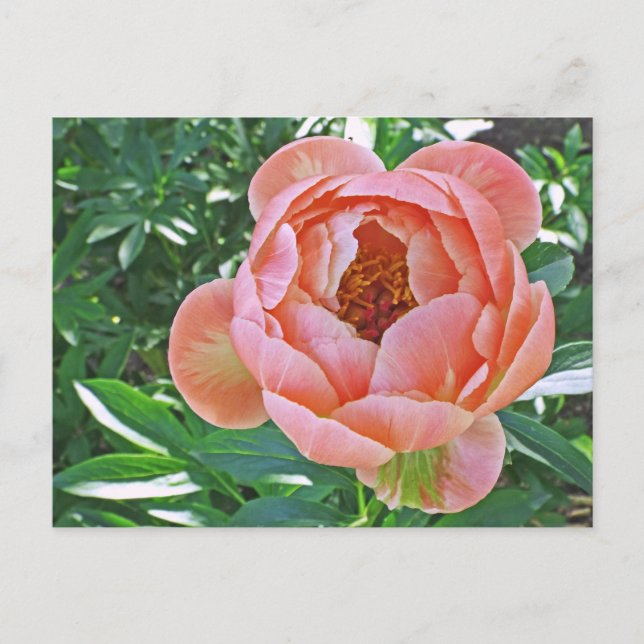 Postal postal, "PEACHY PINK PEONY" (Anverso)