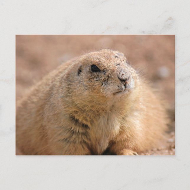 Postal Postal: Perro de cola negra (Anverso)