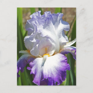 Postal postal, "PURPLE & WHITE IRIS CON TOQUE DE ORO"