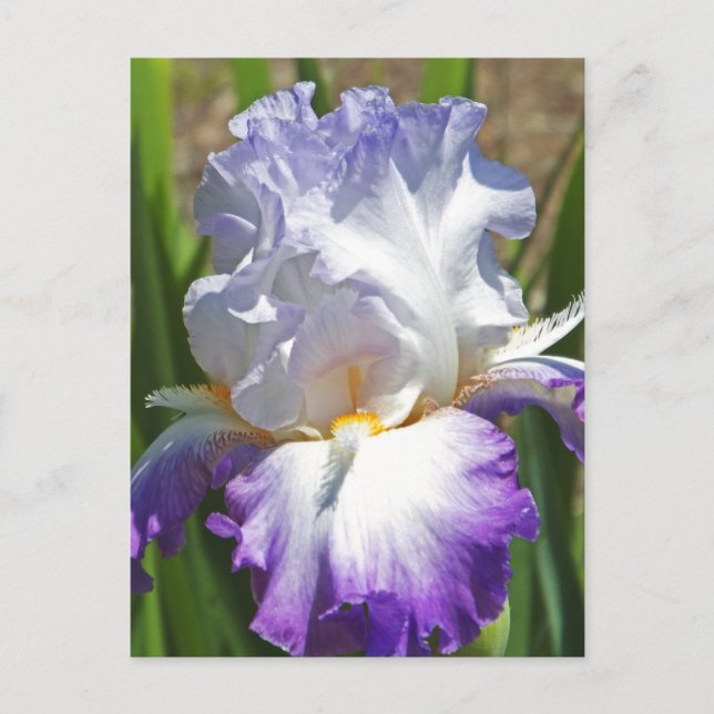 Postal postal, "PURPLE & WHITE IRIS CON TOQUE DE ORO" (Anverso)