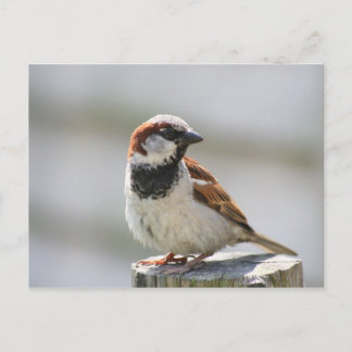 Postal Postal: Sparrow