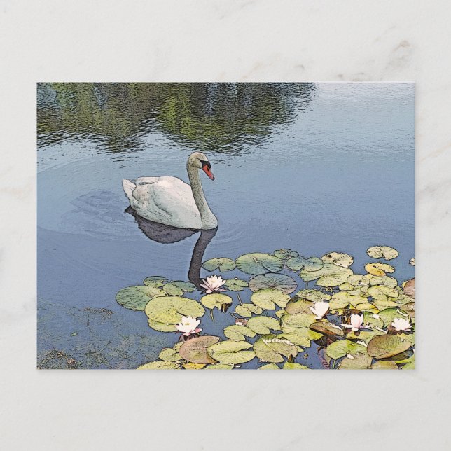 Postal postal, "SWAN GLIDING ENONG LILY PADS" (Anverso)