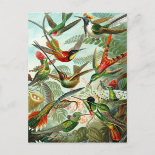 Postal Postal: Trochilidae ("Hummingbirds") por Haeckel
