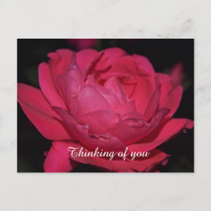 Postal Postal. Un rosa con cualquier otro nombre