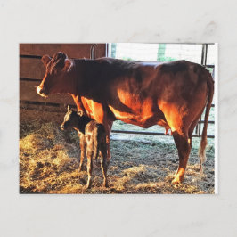 Postal Postal. Vaca y ternera.