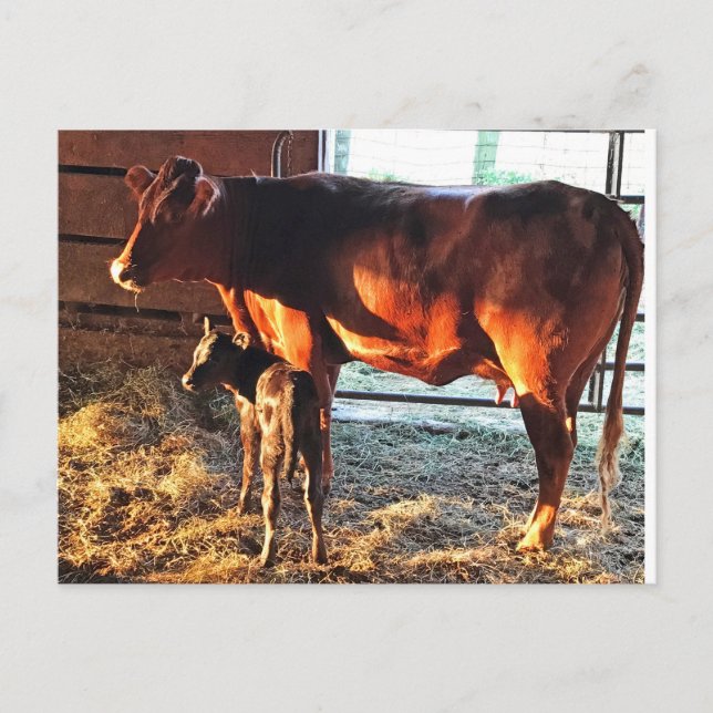 Postal Postal. Vaca y ternera. (Anverso)