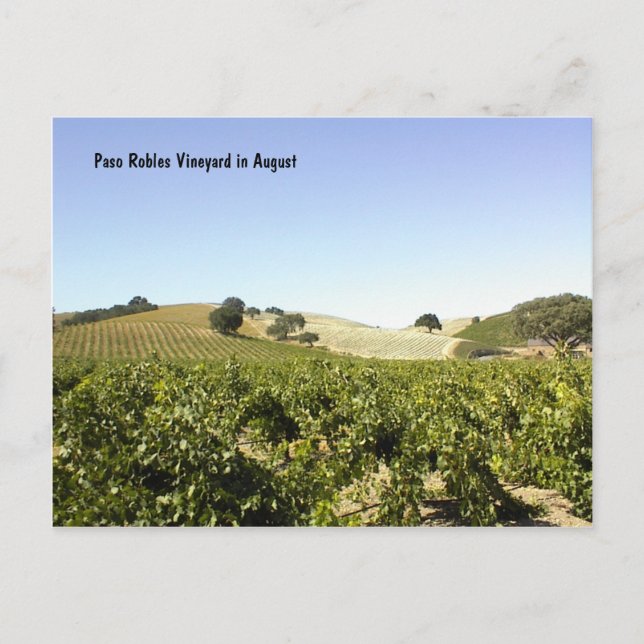 Postal Postal: Viñedo Paso Robles en agosto (Anverso)