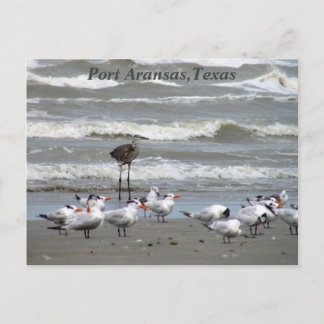 Postal ¡Postales de la Costa de Texas!