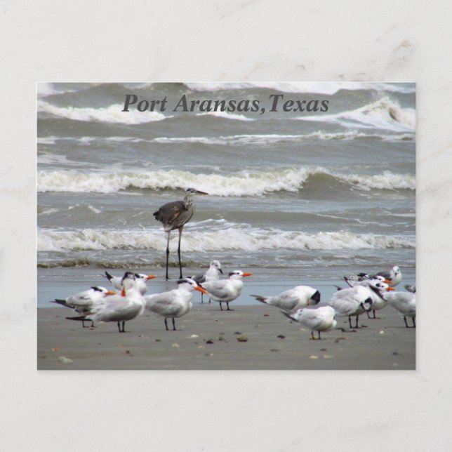 Postal ¡Postales de la Costa de Texas! (Anverso)