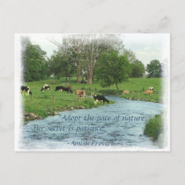 Postal ¡Postales de Lancaster Amish! ¡Amish Proverb! COWS