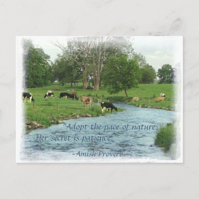 Postal ¡Postales de Lancaster Amish! ¡Amish Proverb! COWS (Anverso)