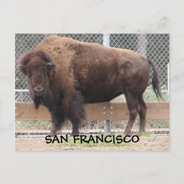 Postal ¡Postales de San Francisco Bison! (Anverso)
