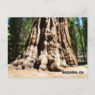 Postal ¡Postales de Sequoia gigante!