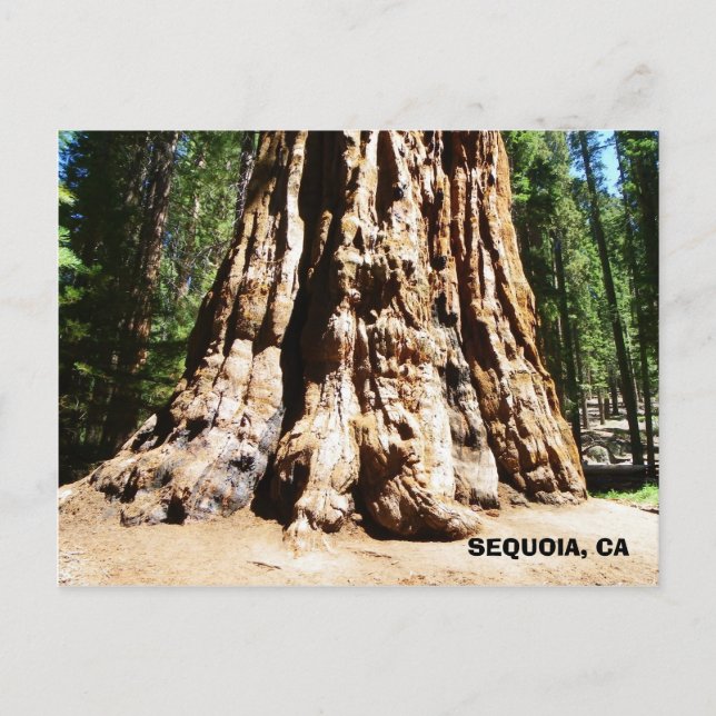Postal ¡Postales de Sequoia gigante! (Anverso)