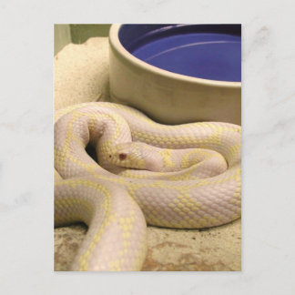 Postal ¡Postales de serpiente albino!