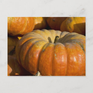 Postal Postales:  Gran Calabaza