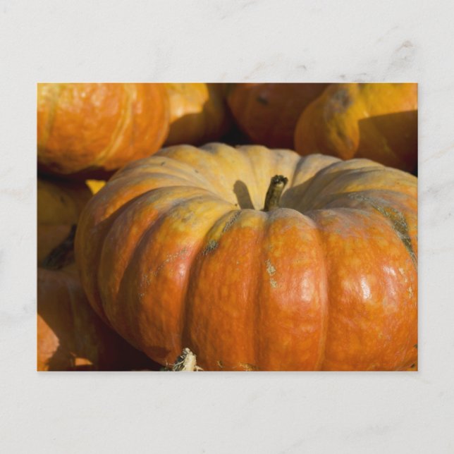 Postal Postales:  Gran Calabaza (Anverso)