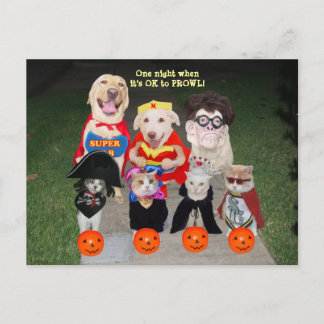 Postal Postales/invitaciones de Mascotas divertidos de pe