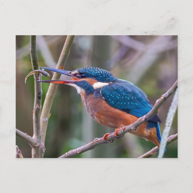 Postal Postcard (Anverso)