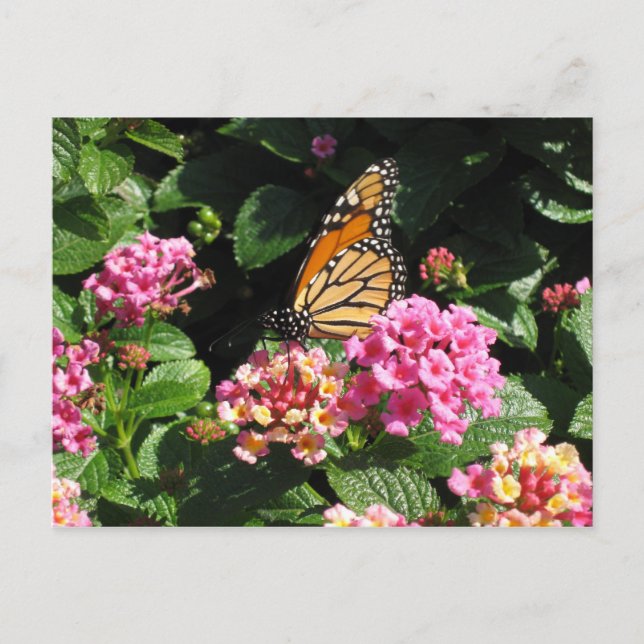 Postal Postcard (Anverso)