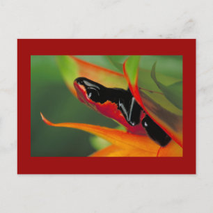 Postal Postcard