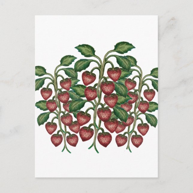 Postal Postcard (Anverso)