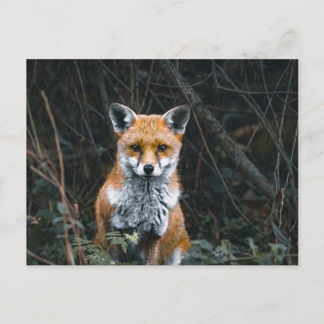 Postal Postcard (Anverso)