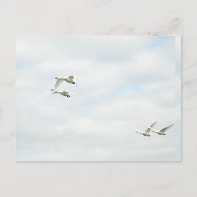 Postal Postcard (Anverso)