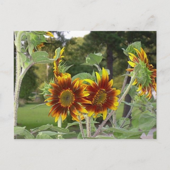 Postal Postcard 2 de SunFlowers (Anverso)
