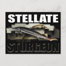 Postcard 3D de Stellate Sturgeon