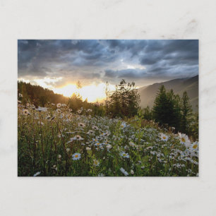 Postal POSTCARD ~ "A Daisy Sunset"