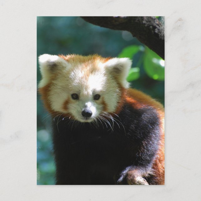 Postal Postcard Adorable Red Panda (Anverso)