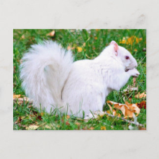 Postal Postcard - Albino Squirrel