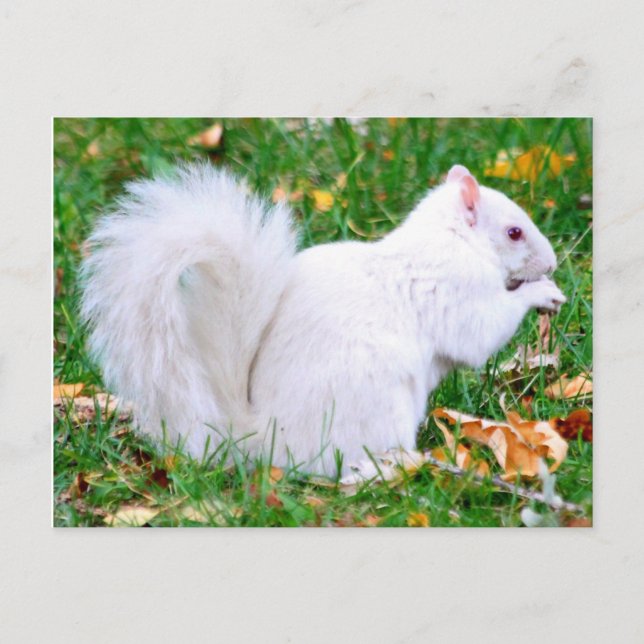 Postal Postcard - Albino Squirrel (Anverso)