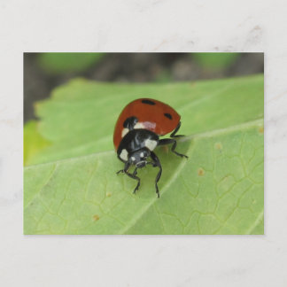 Postal Postcard amigable