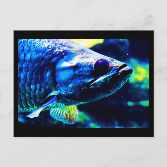 Postal Postcard-Animals-19 (Anverso)