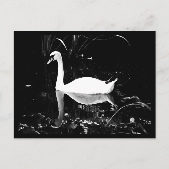 Postal Postcard-Animals-23 (Anverso)