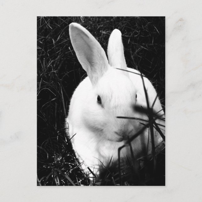 Postal Postcard-Animals-26 (Anverso)