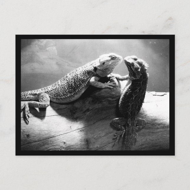 Postal Postcard-Animals-33 (Anverso)