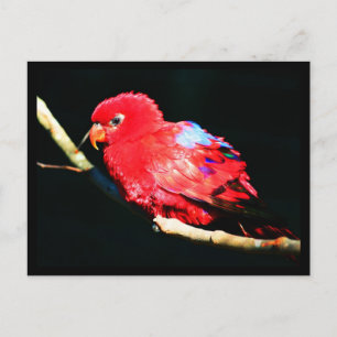 Postal Postcard-Animals-35