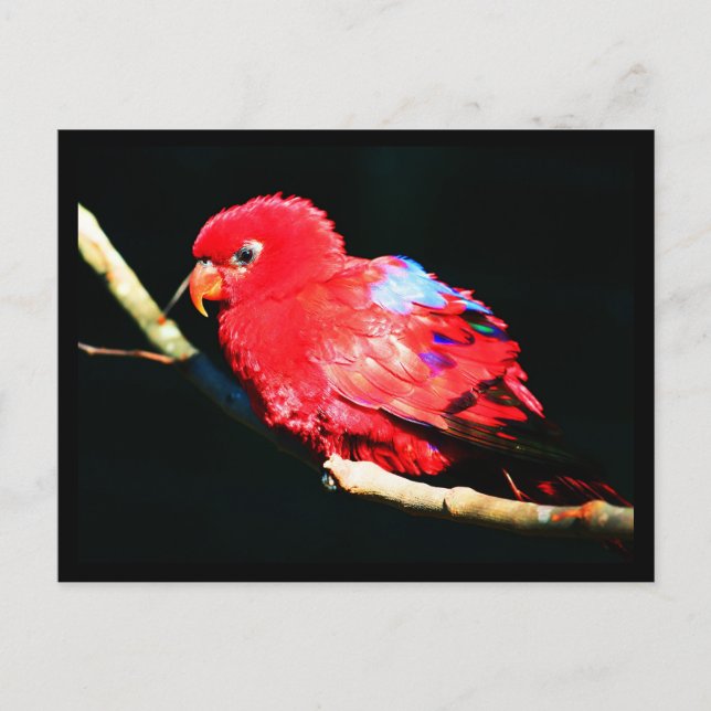 Postal Postcard-Animals-35 (Anverso)