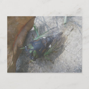 Postal Postcard anual de Cicada