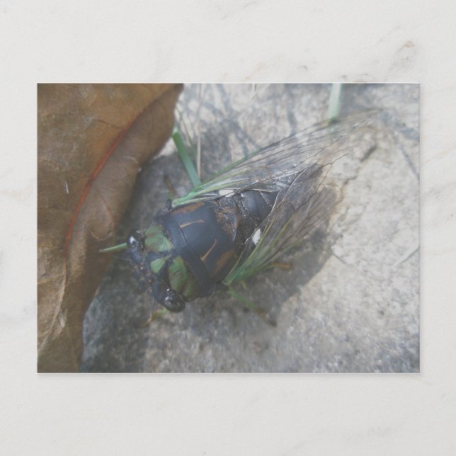 Postal Postcard anual de Cicada (Anverso)