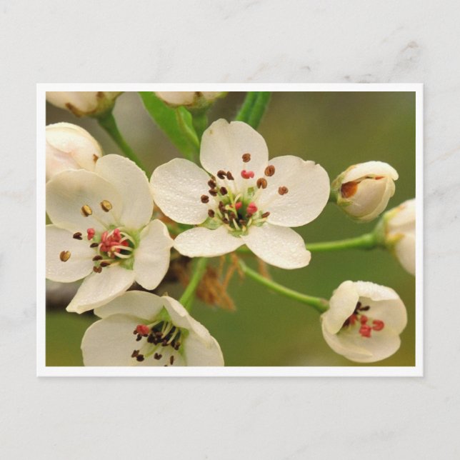 Postal Postcard - Apple Blossom (Anverso)