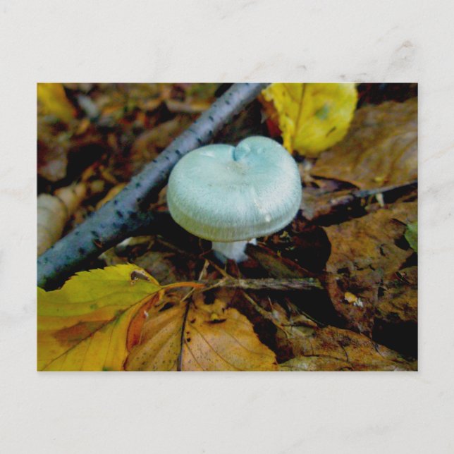 Postal Postcard Aqua Mushroom (Anverso)