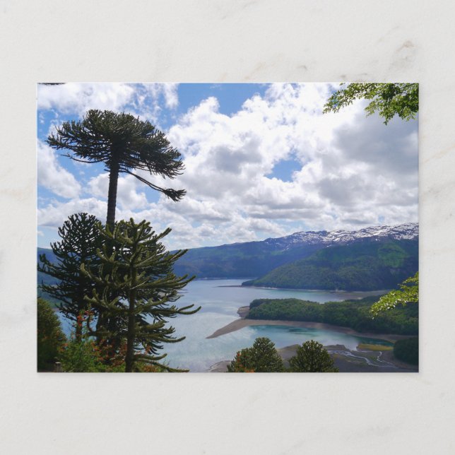 Postal Postcard Araucaria araucana, Chile (Anverso)