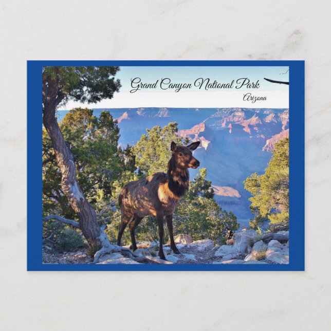 Postal Postcard, Arizona, Gran Cañón, Elk (Anverso)